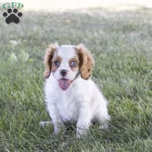 Clark, Cavalier King Charles Spaniel Puppy